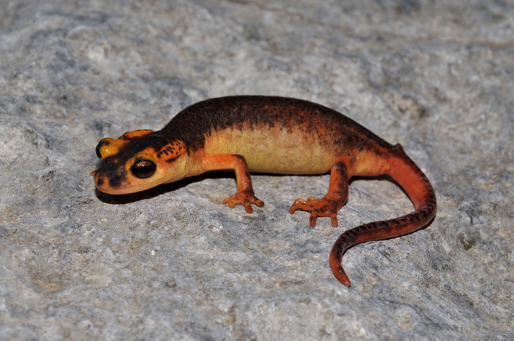 Anatolia Lycian Salamander