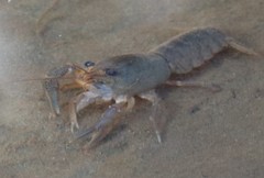 Samastacus spinifrons