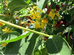 Stigmaphyllon bonariense