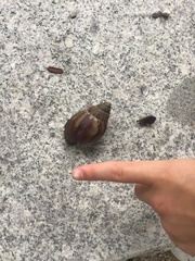 Lissachatina immaculata