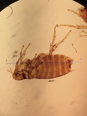 Ceratophyllidae