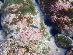 Anampses caeruleopunctatus