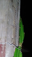 Hemidactylus frenatus