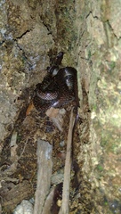 Lycodon capucinus
