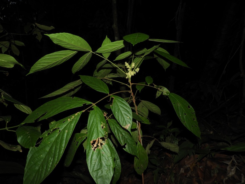 Rourea latifoliolata