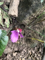 Zingiber shuanglongensis