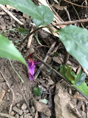 Zingiber shuanglongensis