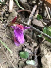 Zingiber shuanglongensis