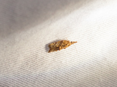 Platynota flavedana
