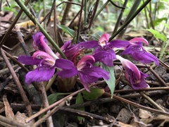 Zingiber shuanglongensis