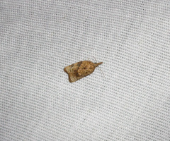 Platynota flavedana