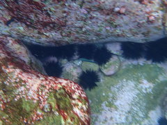 Anampses caeruleopunctatus