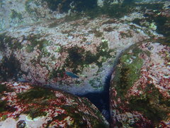 Anampses caeruleopunctatus