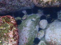 Anampses caeruleopunctatus