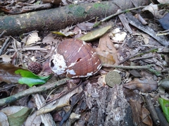 Hedleyella falconeri