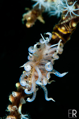 Phyllodesmium poindimiei