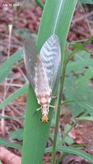 Protohermes xanthodes