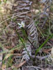 Wurmbea uniflora