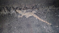 Hemidactylus platyurus