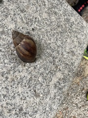 Lissachatina immaculata