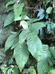 Tectaria polymorpha