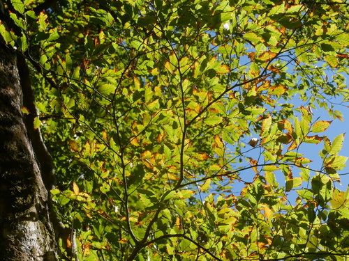 Image of Fagus hayatae by (c) Jacy Chen, some rights reserved (CC BY)