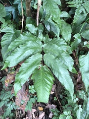 Tectaria polymorpha