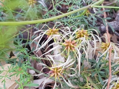 Clematis leptophylla