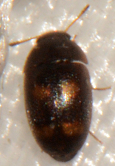 Litargus tetraspilotus