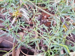 Clematis leptophylla