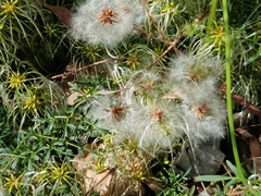 Clematis leptophylla