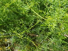 Clematis leptophylla