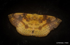 Anthela directa