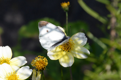 Pieris rapae