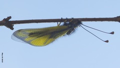 Libelloides sibiricus sibiricus