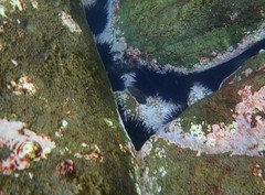 Halichoeres marginatus