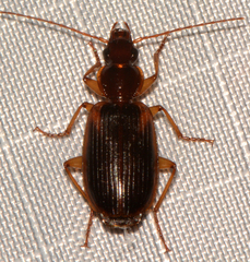 Cymindis limbata
