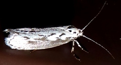 Ethmia semitenebrella