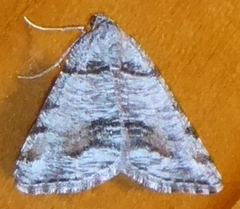 Macaria colata