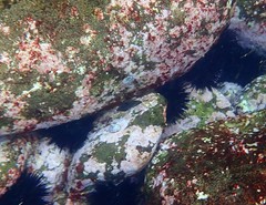 Halichoeres marginatus