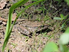 Lithobates sphenocephalus utricularius