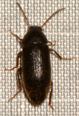 Hymenorus picipennis