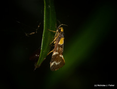 Epithymema helias