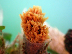 Eudistylia polymorpha