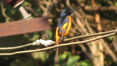 Pericrocotus flammeus