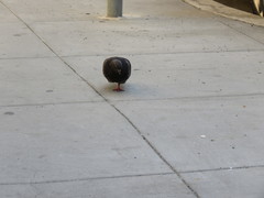 Columba livia domestica