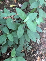 Gomphostemma chinense