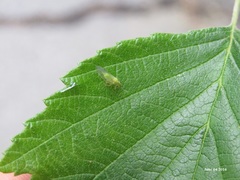 Psylla alniformosanaesuga