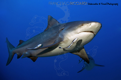 Carcharhinus leucas