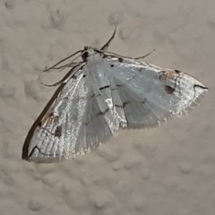 Neurophyseta